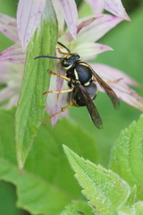 Vespula vidua