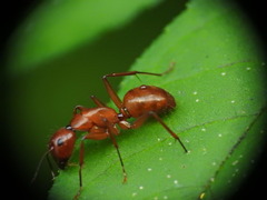 Camponotus castaneus