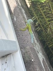 Anolis bimaculatus