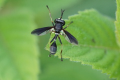 Physocephala tibialis