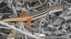 Psammodromus algirus