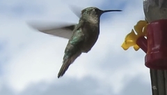 Archilochus alexandri