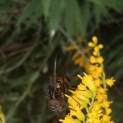 Graphomya maculata