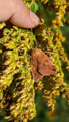 Noctuinae