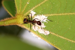 Camponotus nicobarensis