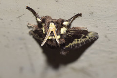 Megalopyge