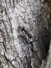Camponotus pennsylvanicus