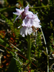 Dactylorhiza maculata ericetorum