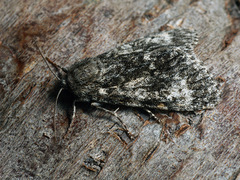 Acronicta megacephala