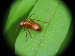 Camponotus castaneus