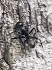 Camponotus pennsylvanicus