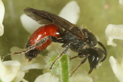 Sphecodes