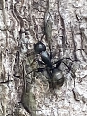 Camponotus pennsylvanicus