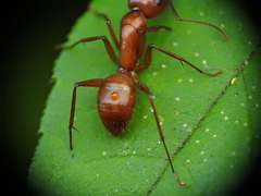 Camponotus castaneus