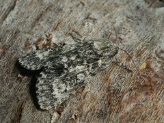 Acronicta megacephala