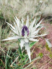 Eryngium proteiflorum