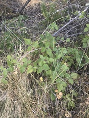 Rubus ursinus