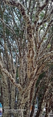 Plinia cauliflora