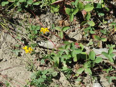 Lotus corniculatus