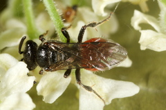 Sphecodes