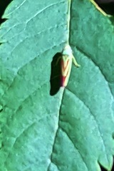 Graphocephala coccinea