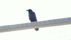 Corvus corax