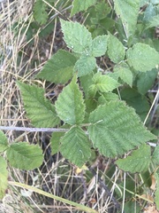 Rubus ursinus