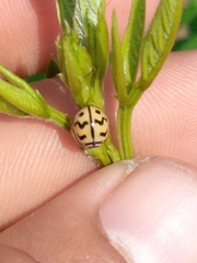 Cheilomenes sexmaculata