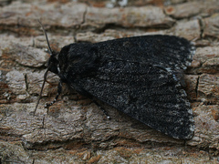 Acronicta megacephala