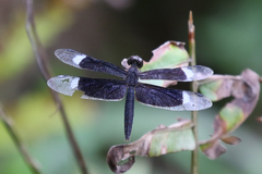 Neurothemis decora