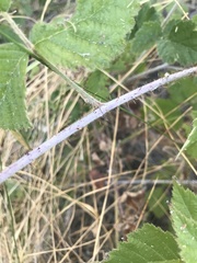 Rubus ursinus