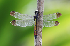 Protorthemis coronata