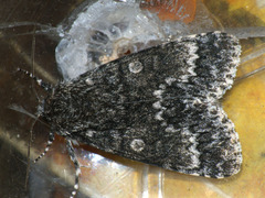 Acronicta megacephala