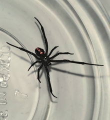 Latrodectus
