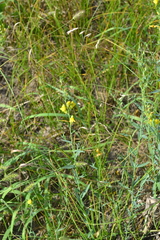 Linaria genistifolia