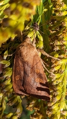Noctuinae