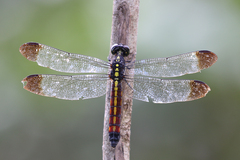 Protorthemis coronata