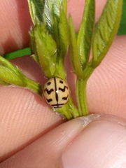 Cheilomenes sexmaculata