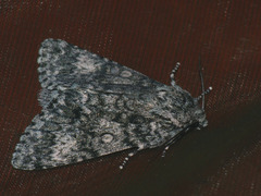 Acronicta megacephala