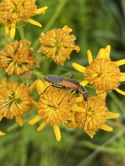 Chauliognathus limbicollis
