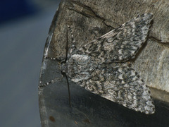 Acronicta megacephala