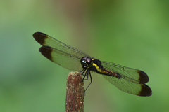 Protorthemis coronata
