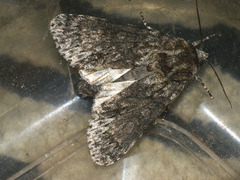 Acronicta megacephala
