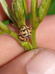 Cheilomenes sexmaculata