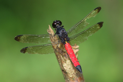 Protorthemis coronata