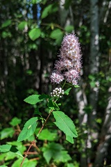 Spiraea alba latifolia