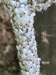 Grylloprociphilus imbricator