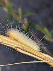 Erebidae