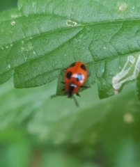 Endomychus coccineus