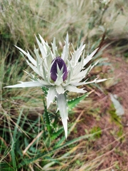Eryngium proteiflorum